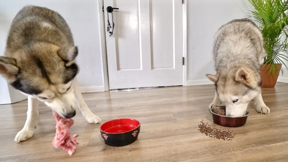 狗粮和肉肉哪个更能填饱肚子？